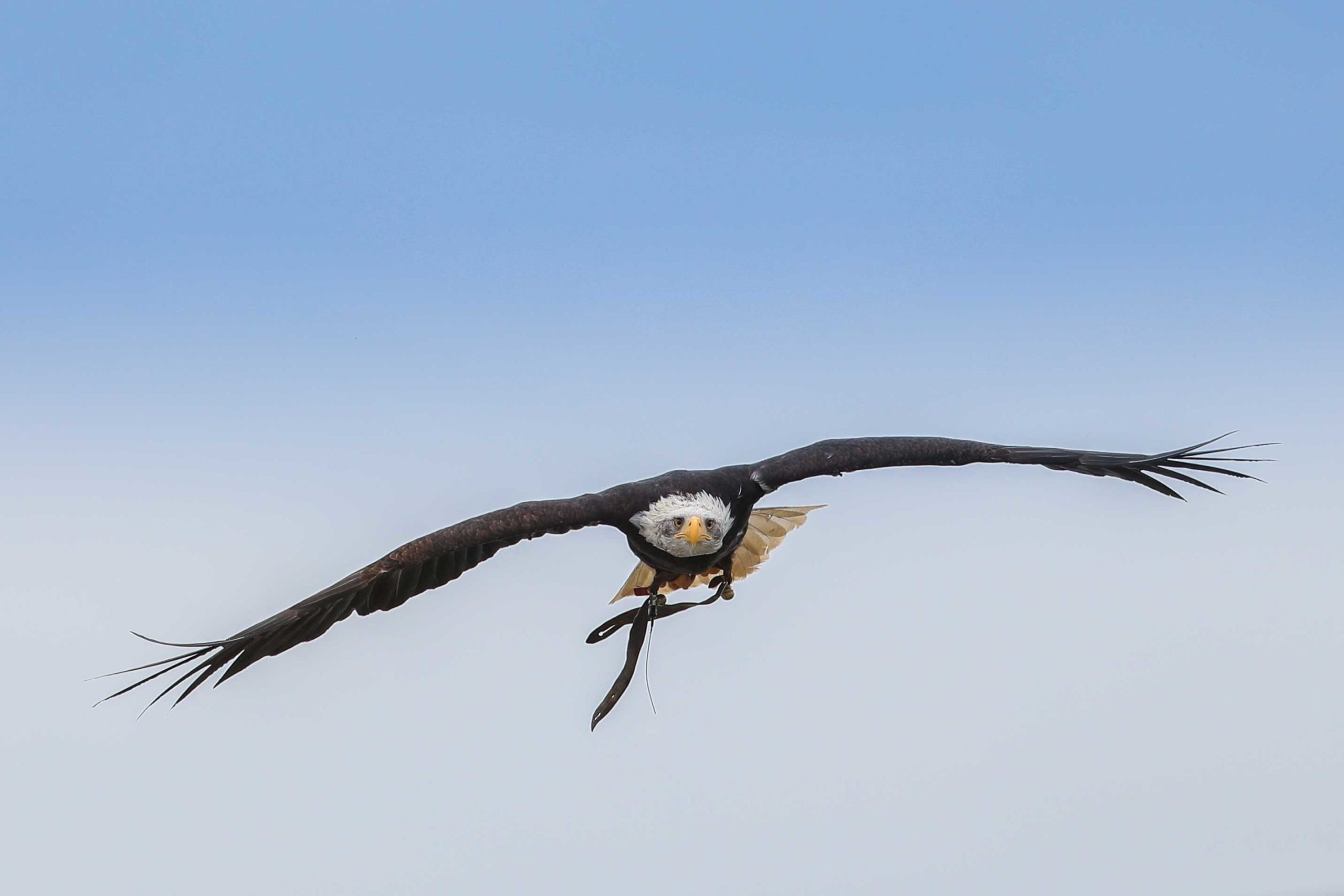 Vogelflug